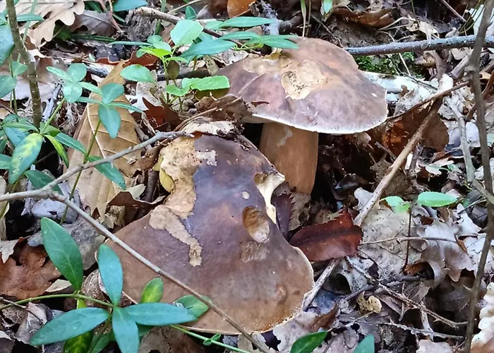 La Casa Del Mugnaio *